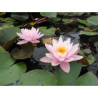 Nymphaea 'Anna Epple', nénuphar rustique couleur rose