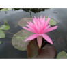 Nymphaea 'Rose Arey', nénuphar rustique couleur rose