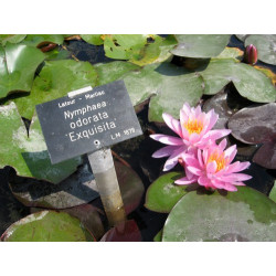 Nymphaea 'Odorata Exquisita', nénuphar rustique couleur rose