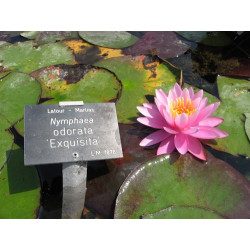 Nymphaea 'Odorata Exquisita', nénuphar rustique couleur rose