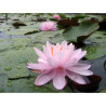 Nymphaea 'Eugenia de Lande', nénuphar rustique couleur rose