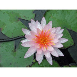 Nymphaea 'Odorata Juliana', nénuphar rustique couleur rose