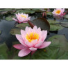 Nymphaea 'Pink Beauty', nénuphar rustique couleur rose