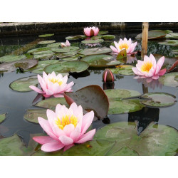 Nymphaea 'Pink Beauty', nénuphar rustique couleur rose