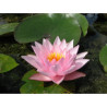 Nymphaea 'Rosy Morn', nénuphar rustique couleur rose