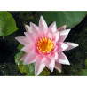 Nymphaea 'Rosy Morn', nénuphar rustique couleur rose