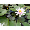 Nymphaea 'Fritz Junge', nénuphar rustique couleur rose