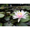 Nymphaea 'Fritz Junge', nénuphar rustique couleur rose