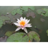 Nymphaea 'Rosenymphe', nénuphar rustique couleur rose