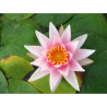 Nymphaea 'Amabilis', nénuphar rustique couleur rose