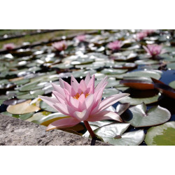 Nymphaea 'Amabilis', nénuphar rustique couleur rose