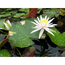 Nymphaea 'Arc-en-ciel', nénuphar rustique couleur rose