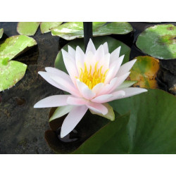 Nymphaea 'Caroliniana Rosea', nénuphar rustique couleur rose