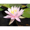 Nymphaea 'Caroliniana Rosea', nénuphar rustique couleur rose