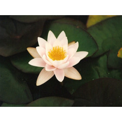 Nymphaea 'Colossea', nénuphar rustique couleur rose