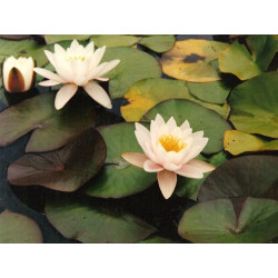 Nymphaea 'Colossea', nénuphar rustique couleur rose