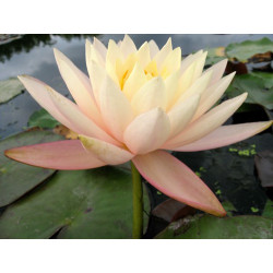 Nymphaea 'Peach Sunrise', nénuphar rustique couleur cuivre