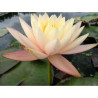 Nymphaea 'Peach Sunrise', nénuphar rustique couleur cuivre