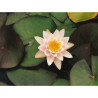 Nymphaea 'Colossea', nénuphar rustique couleur rose