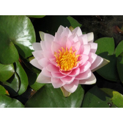 Nymphaea 'Darwin', nénuphar rustique couleur rose