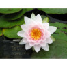 Nymphaea 'Darwin', nénuphar rustique couleur rose