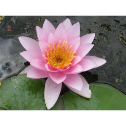 Nymphaea 'Formosa', nénuphar rustique couleur rose