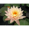 Nymphaea 'Peach Sunrise', nénuphar rustique couleur cuivre