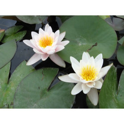 Nymphaea 'Madame Bory Latour-Marliac', nénuphar rustique couleur rose