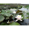 Nymphaea 'Madame Bory Latour-Marliac', nénuphar rustique couleur rose