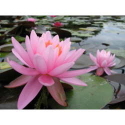 Nymphaea 'Princess Elizabeth' , nénuphar rustique couleur rose