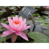 Nymphaea 'Princess Elizabeth' , nénuphar rustique couleur rose