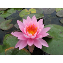 Nymphaea 'Princess Elizabeth' , nénuphar rustique couleur rose