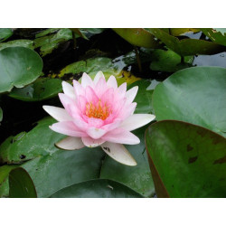 Nymphaea 'Somptuosa', nénuphar rustique couleur rose