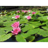 Nymphaea 'Splendida', nénuphar rustique couleur rose