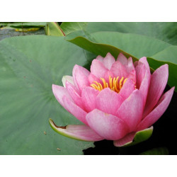 Nymphaea 'Sultan', nénuphar rustique couleur rose