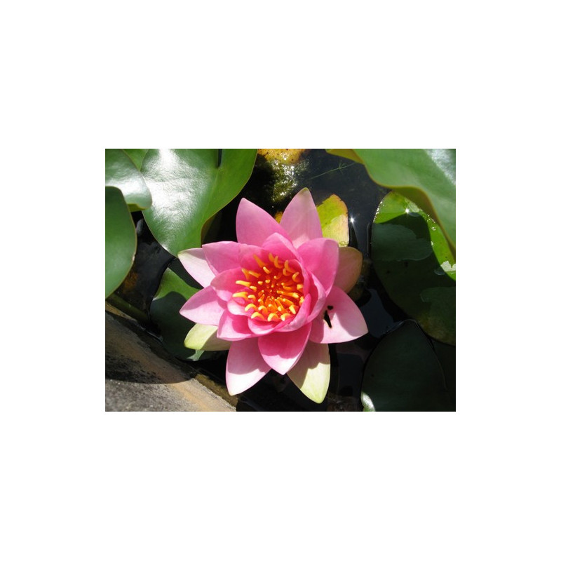 Nymphaea France, nénuphar rustique couleur rose