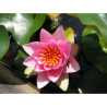 Nymphaea France, nénuphar rustique couleur rose