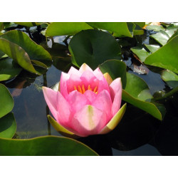 Nymphaea France, nénuphar rustique couleur rose