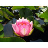 Nymphaea France, nénuphar rustique couleur rose