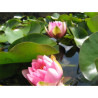 Nymphaea France, nénuphar rustique couleur rose