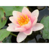 Nymphaea 'Chrysantha', nénuphar rustique couleur cuivre