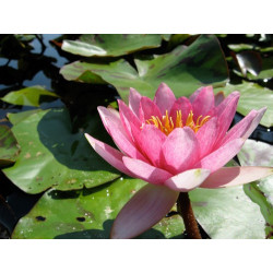 Nymphaea 'Galatée', nénuphar rustique couleur rose