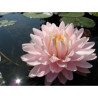 Nymphaea 'Gloire du Temple-sur-Lot', nénuphar rustique couleur rose