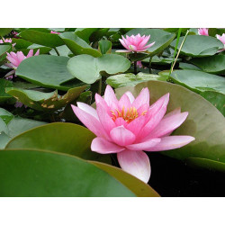 Nymphaea 'James Hudson', nénuphar rustique couleur rose