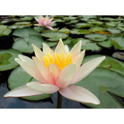 Nymphaea 'Paul Hariot', nénuphar rustique couleur cuivre