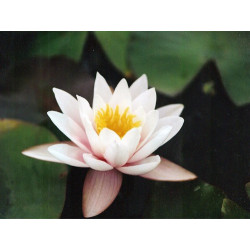 Nymphaea 'Marliacea Carnea', nénuphar rustique couleur rose