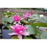 Nymphaea 'Murillo', nénuphar rustique couleur rose