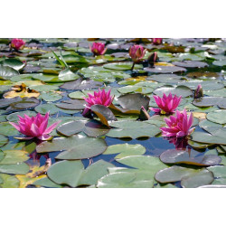 Nymphaea 'Murillo', nénuphar rustique couleur rose