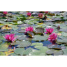 Nymphaea 'Murillo', nénuphar rustique couleur rose