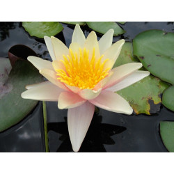 Nymphaea 'Paul Hariot', nénuphar rustique couleur cuivre